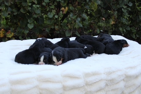 Litter-pics-10