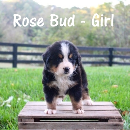 Rose-Bud-Girl-5