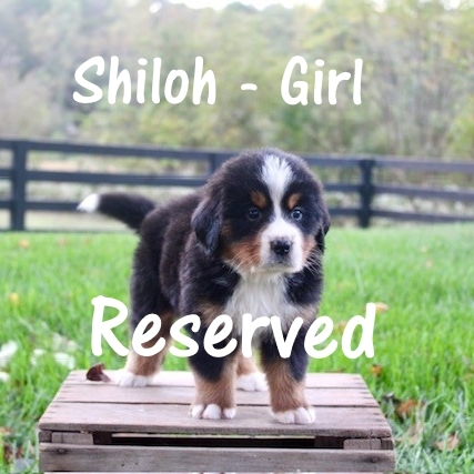 Shiloh-Girl-5