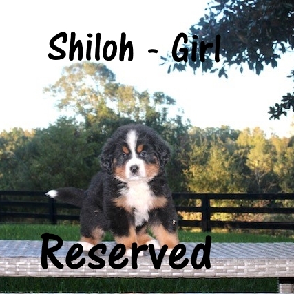 Shiloh-Girl-6