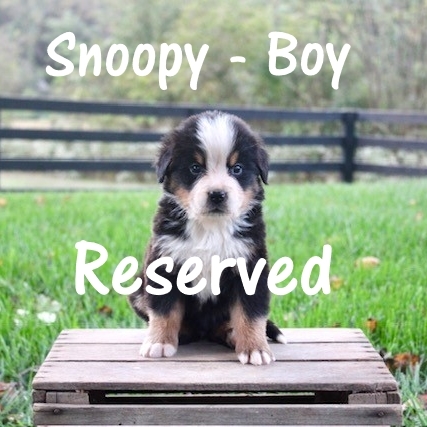 Snoopey-5