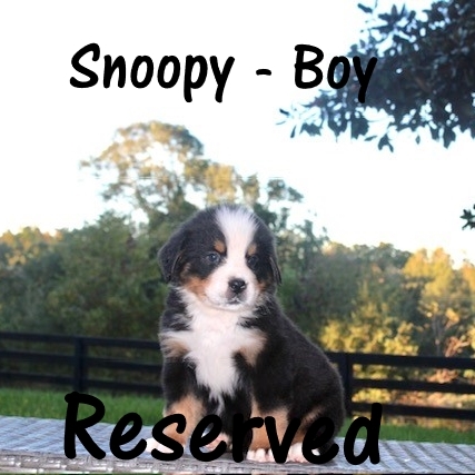 Snoopey-6
