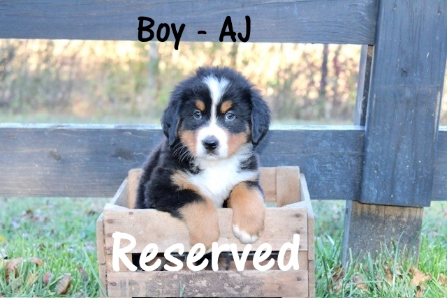 Boy-Apple-Jacks-wk-7