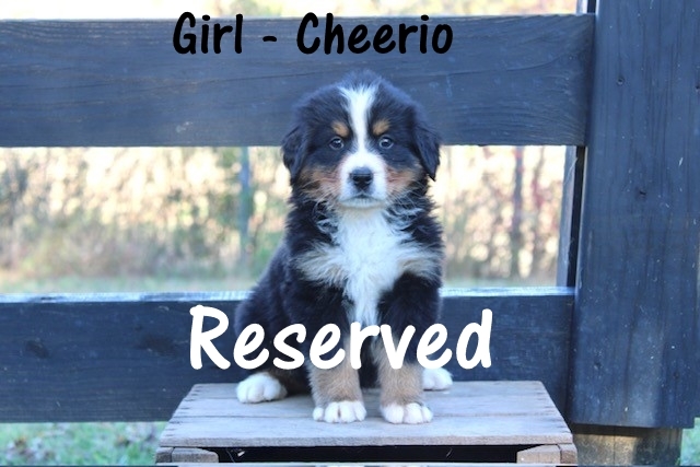 Girl-Cherrio-wk-7