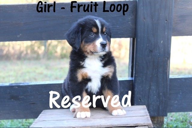 Girl-Fruit-Loop-week-7