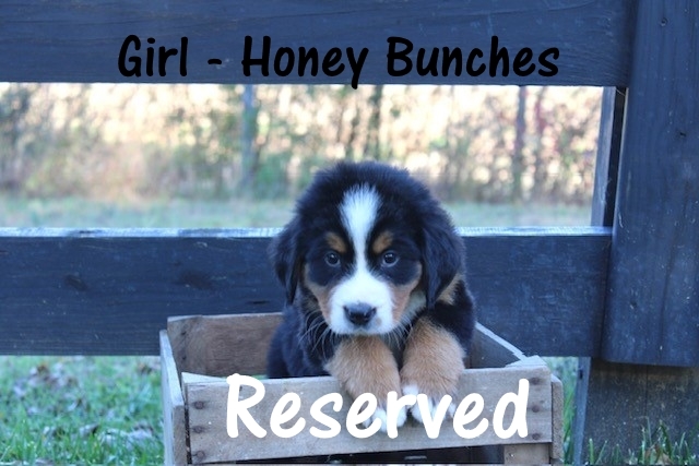 Girl-Honey-Bunches-7-res