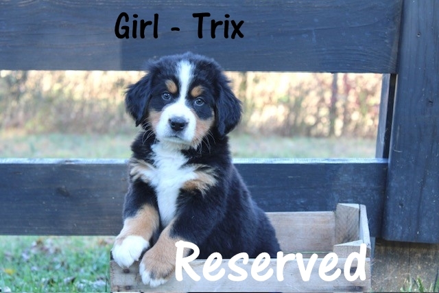Girl-Trix-week-7