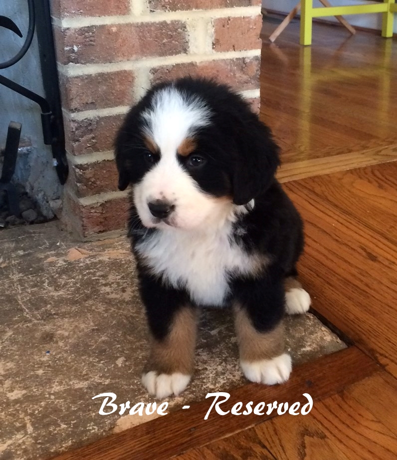 Brave - 6weeks2reserved