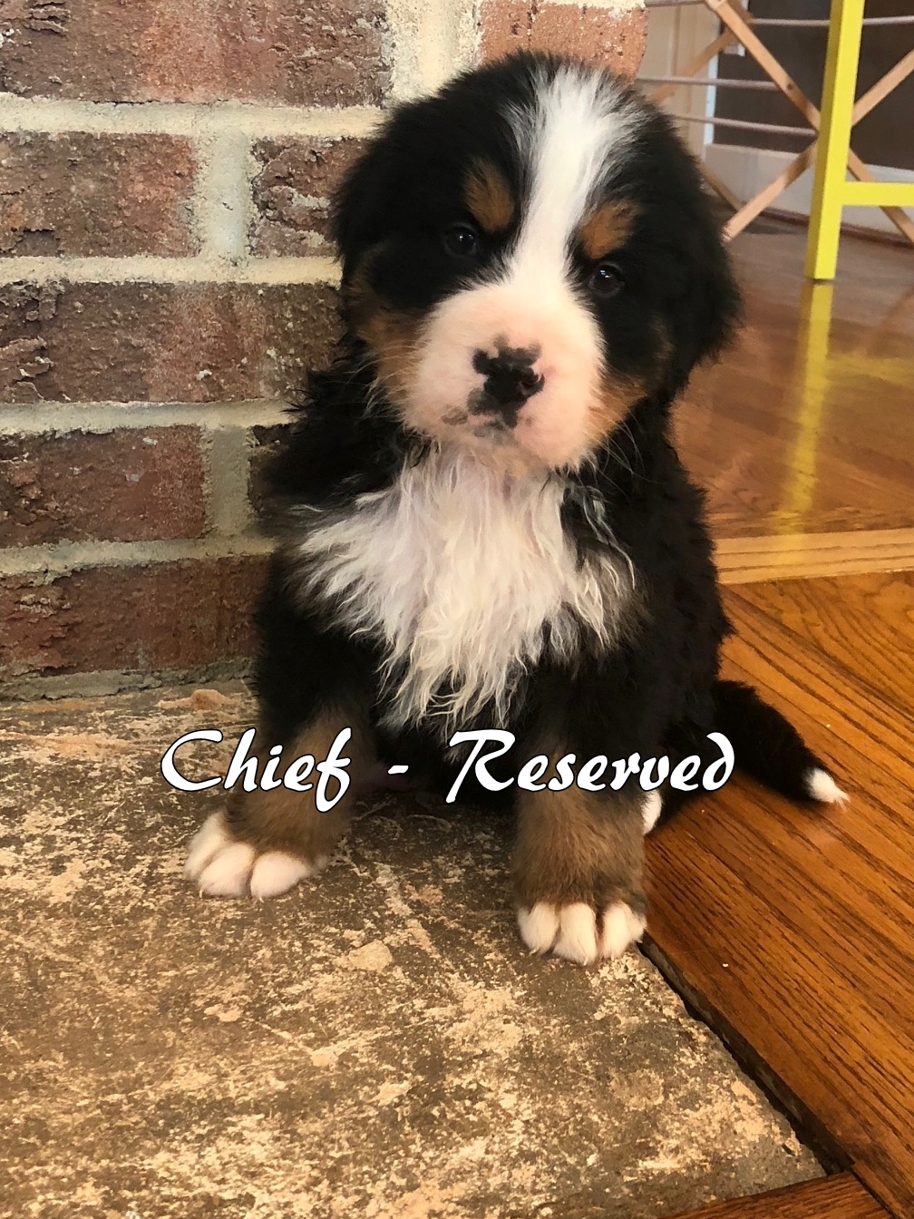 Chief - 6weeks1 resv.