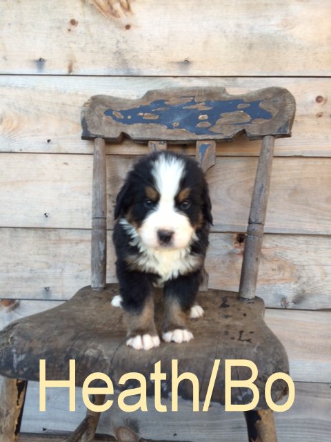 HeathBo 4 wks