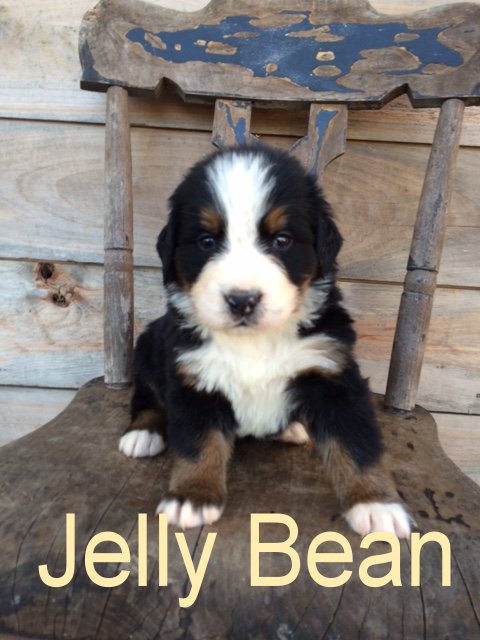 Jelly Bean 4 weeks