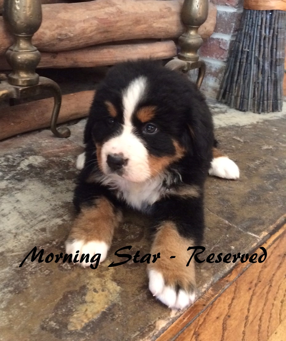 Morning Star - 6weeks RES