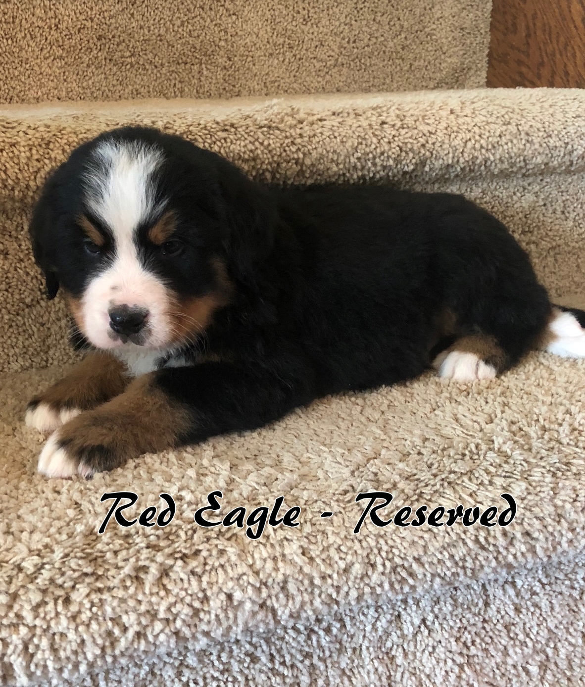 Red Eagle - 6weeks