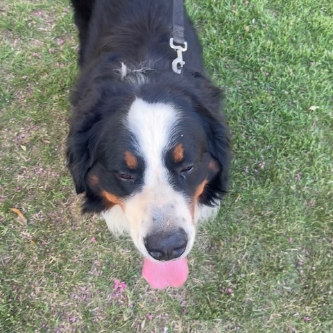 Rocco-head-shot