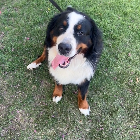 Rocco-sitting-2