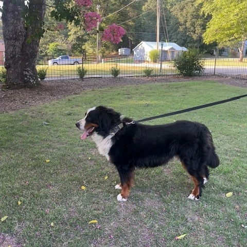 Rocco-standing-2