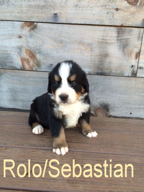 RoloSebastian 4wks