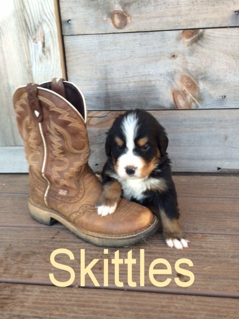 Skittles 4 wks