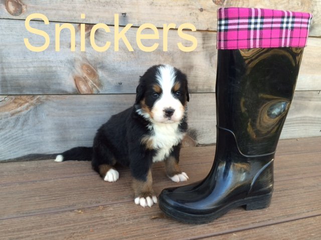 Snickers 4 wks