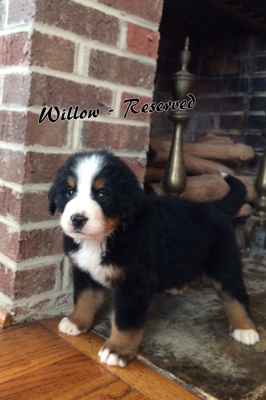 Willow - 6weeks