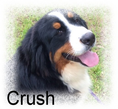 crush-2