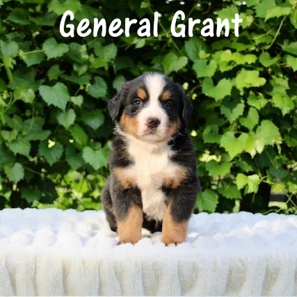 Grant-4w