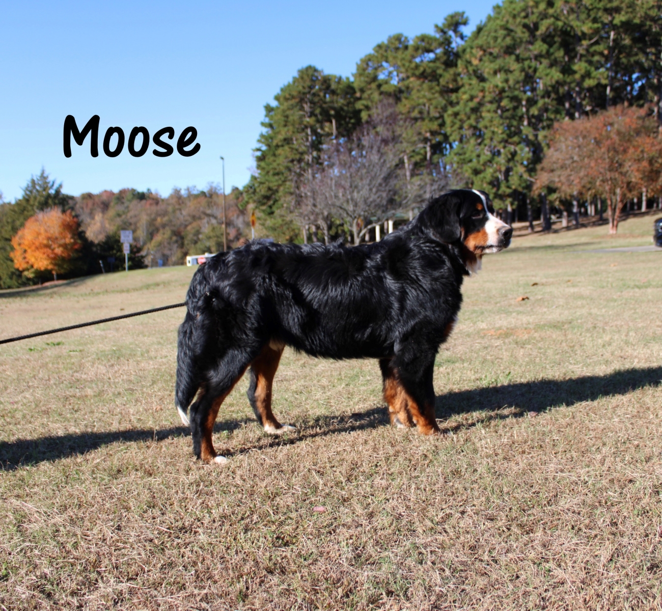 Moose-N20211