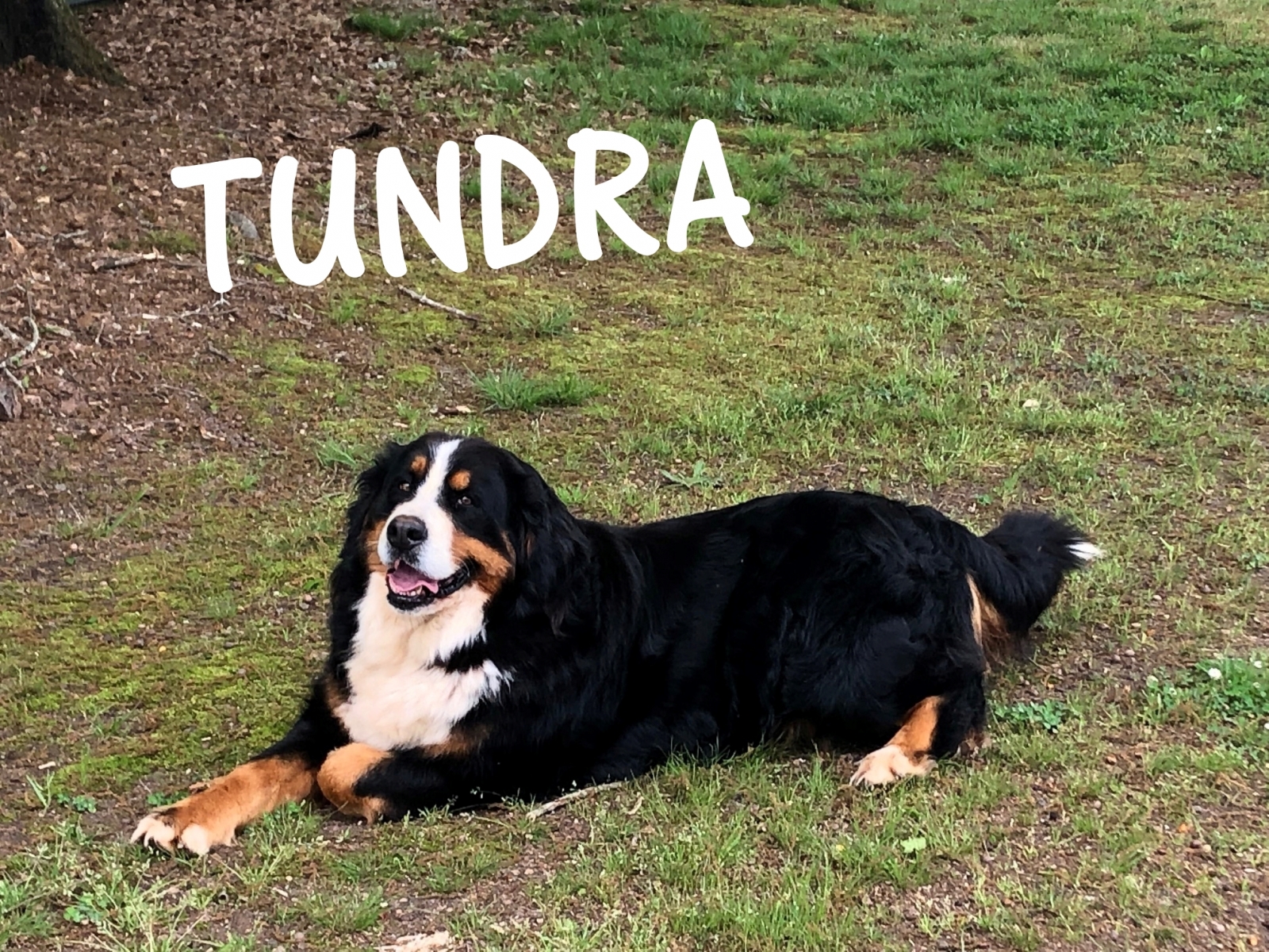 Tundra-2019