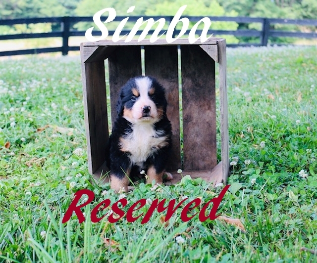 1_Simba-5wks