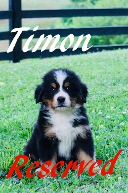 Timon-7wks